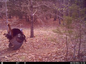 Photos By Trail Camera
