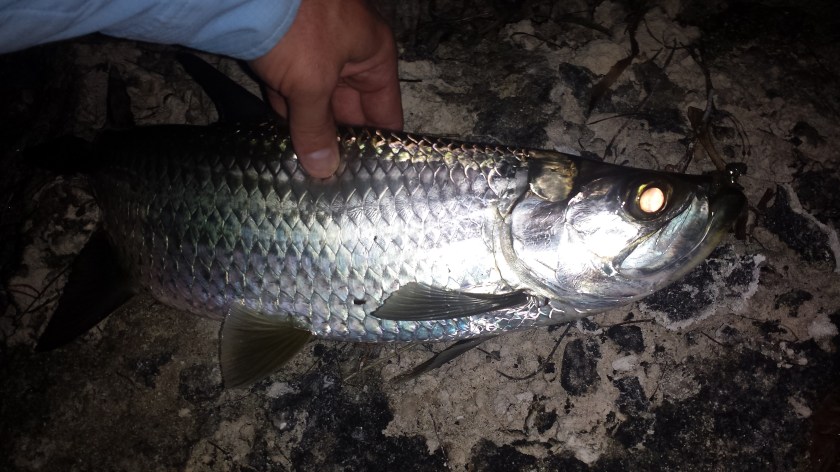 Baby Tarpon