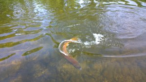 WP_20150617_09_25_09_Pro