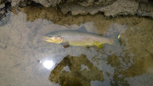 WP_20150617_13_17_18_Pro