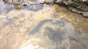 WP_20150617_13_17_24_Pro