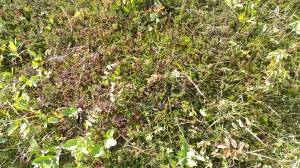 WP_20150814_15_38_59_Pro